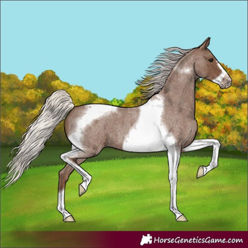 Horse Color:Silver Blue Roan Tobiano Frame 
