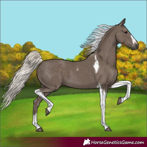 Horse Color:Silver Black Tobiano Frame 