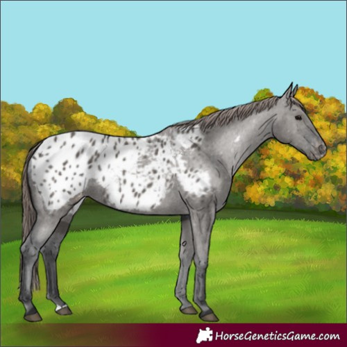Horse Color:Grullo Appaloosa