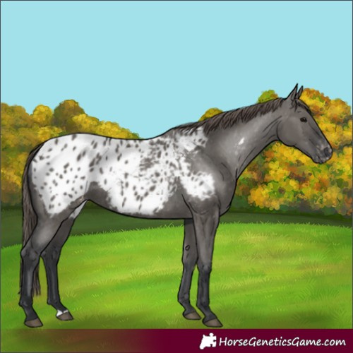 Horse Color:Grullo Blanket