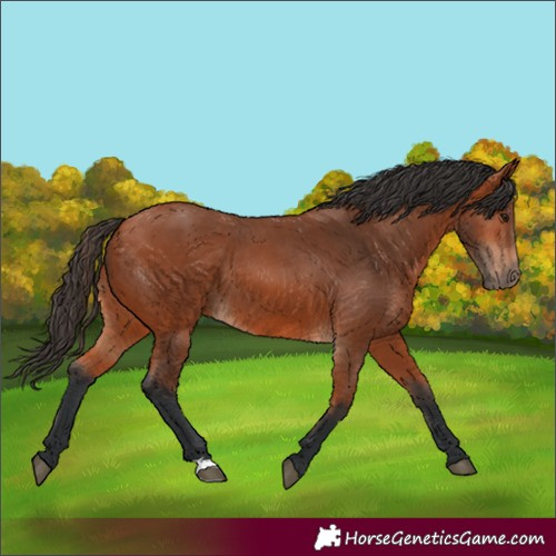 Horse Color:Bay 