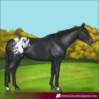 Horse Color:Black Blanket 