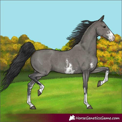 Horse Color:Grullo Sabino 
