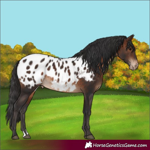Horse Color:Brown Appaloosa