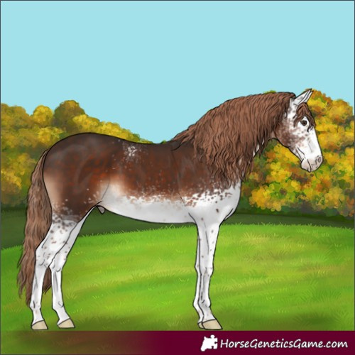 Horse Color:White Spotted Liver Chestnut 