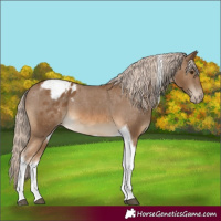 Horse Color:Chocolate Palomino Tobiano Appaloosa