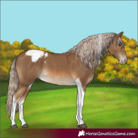 Horse Color:Chocolate Palomino Tobiano Appaloosa