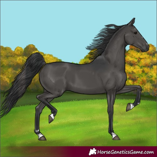 Horse Color:Black 
