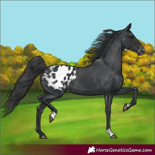 Horse Color:Black Appaloosa 