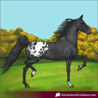Horse Color:Black Appaloosa 