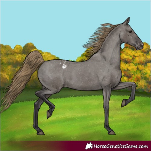 Horse Color:Smoky Grullo Varnish 