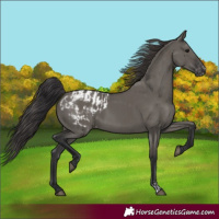 Horse Color:Smoky Grullo  and Grullo Appaloosa 