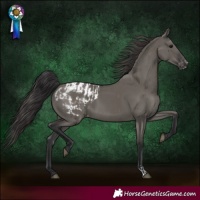 Horse Color:Smoky Grullo and Grullo Blanket