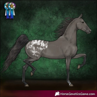 Horse Color:Smoky Grullo  and Grullo Blanket 