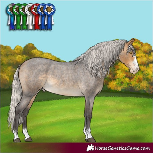 Horse Color:Silver Buckskin Roan Appaloosa 