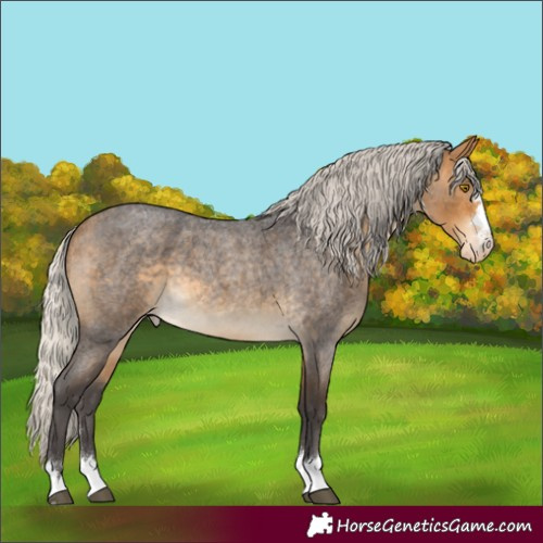 Horse Color:Silver Buckskin Roan Appaloosa 