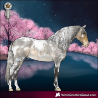 Horse Color:White Spotted Silver Buckskin Roan Appaloosa