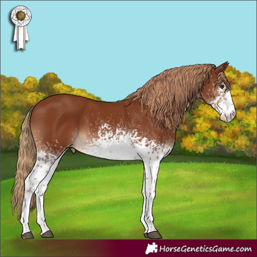 Horse Color:White Spotted Chestnut