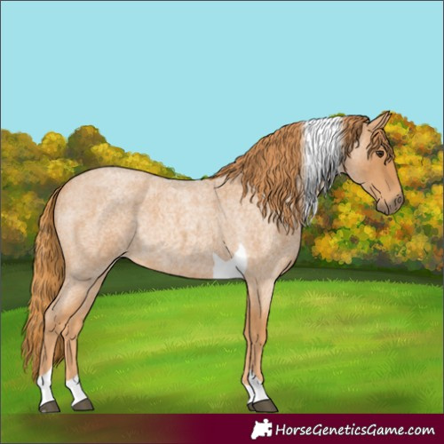 Horse Color:Red Roan Tobiano Rabicano 