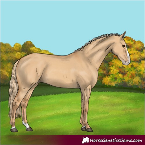 Horse Color:Red Dun Splash 