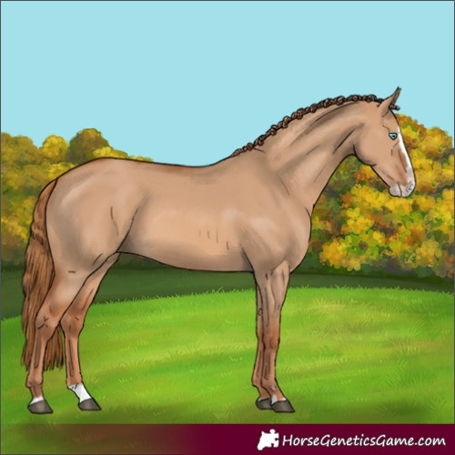 Horse Color:Red Dun Splash 