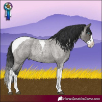 Horse Color:Grullo Roan Splash Tobiano Rabicano and Grullo Roan Splash Tobiano Rabicano