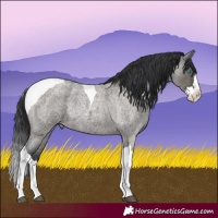 Horse Color:Grullo Roan Splash Tobiano Rabicano and Grullo Roan Splash Tobiano Rabicano