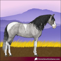 Horse Color:Grullo Roan Splash Tobiano Rabicano and Grullo Roan Splash Tobiano Rabicano