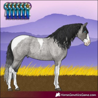 Horse Color:Grullo Roan Splash Tobiano Rabicano and Grullo Roan Splash Tobiano Rabicano