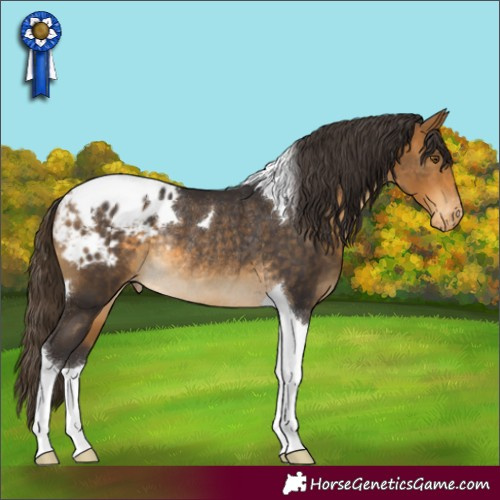 Horse Color:Buckskin Tobiano Appaloosa Rabicano 