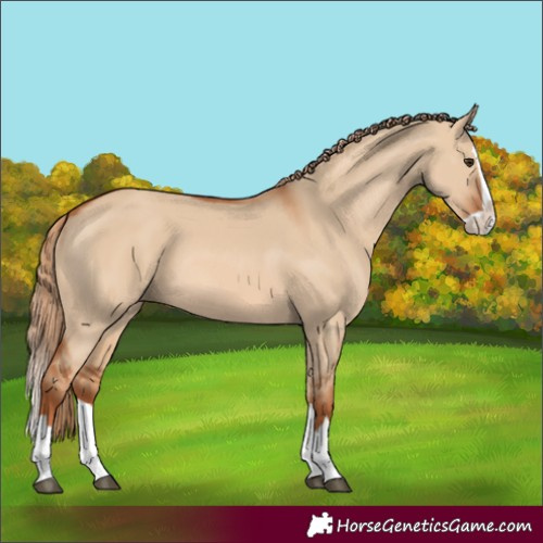 Horse Color:Red Dun Splash 
