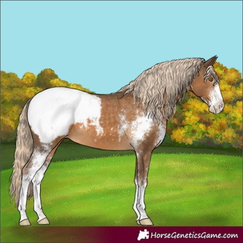 Horse Color:Chocolate Palomino Sabino Snowcap 