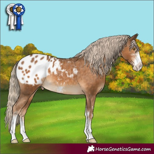 Horse Color:Chocolate Palomino Sabino Appaloosa
