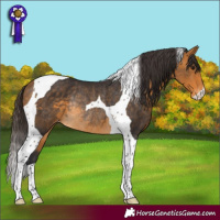 Horse Color:Buckskin Tobiano Appaloosa Rabicano