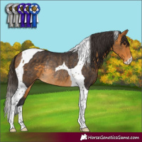 Horse Color:Buckskin Tobiano Appaloosa Rabicano