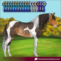 Horse Color:Buckskin Tobiano Varnish Rabicano 