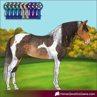 Horse Color:Buckskin Tobiano Appaloosa Rabicano