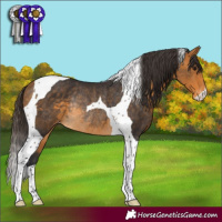 Horse Color:Buckskin Tobiano Appaloosa Rabicano 