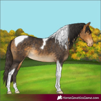 Horse Color:Buckskin Tobiano Varnish Rabicano