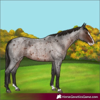Horse Color:Liver Red Roan Splash