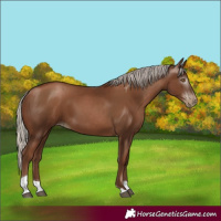 Horse Color:Gray Silver Black Pearl Tobiano 