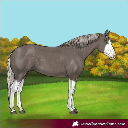 Horse Color:Silver Black Splash 