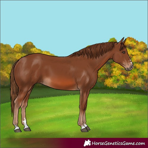 Horse Color:Chestnut 