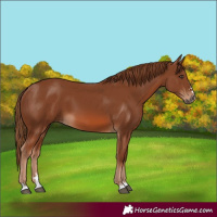 Horse Color:Chestnut 
