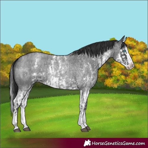 Horse Color:Blue Roan Sabino Splash  and Blue Roan Sabino Splash 