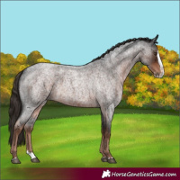 Horse Color:Liver Red Roan Splash