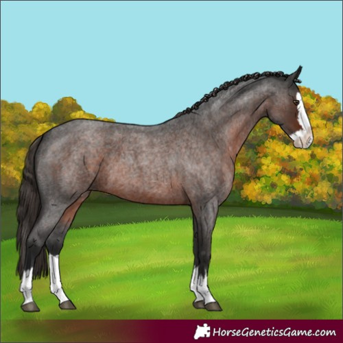Horse Color:Liver Red Roan Splash