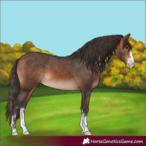 Horse Color:Bay Appaloosa 