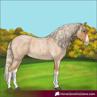 Horse Color:Palomino Roan Splash 