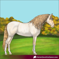 Horse Color:Buckskin Roan Pearl  and Buckskin Roan Pearl 